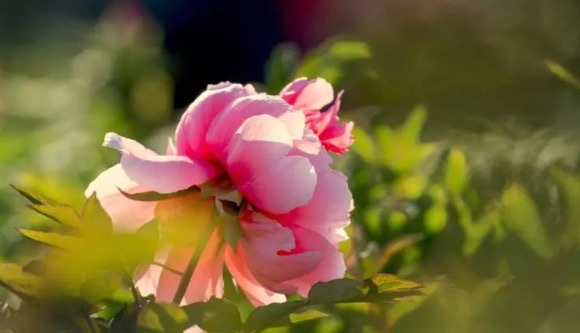 网络图片(侵删) 网络图片(侵删)