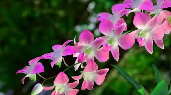 网络图片(侵删) 网络图片(侵删)