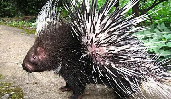 网络图片(侵删) 网络图片(侵删)