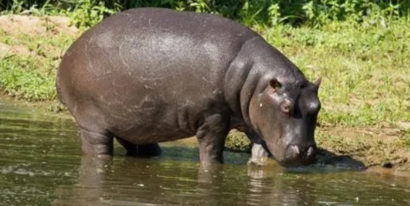 网络图片(侵删) 网络图片(侵删)