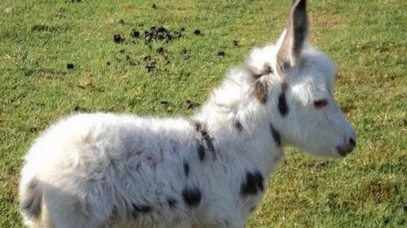 网络图片(侵删) 网络图片(侵删)