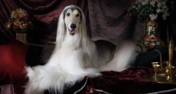 网络图片(侵删) 网络图片(侵删)