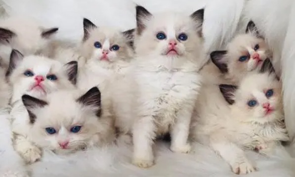 网络图片(侵删) 网络图片(侵删)