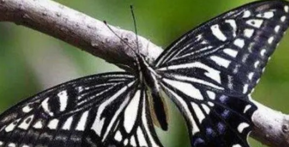 网络图片(侵删) 网络图片(侵删)