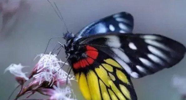 网络图片(侵删) 网络图片(侵删)