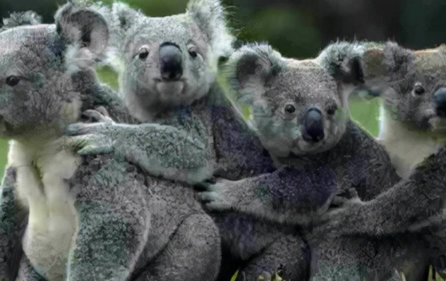 网络图片(侵删) 网络图片(侵删)