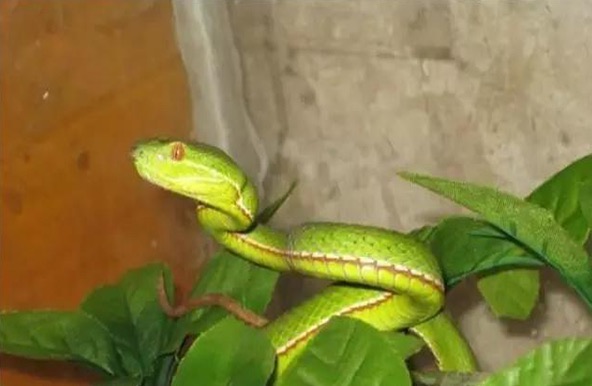 网络图片(侵删) 网络图片(侵删)