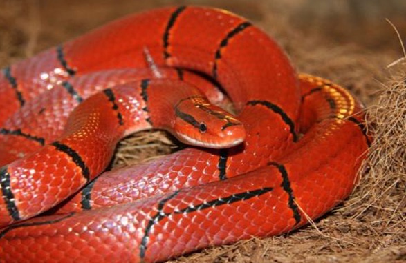 网络图片(侵删) 网络图片(侵删)