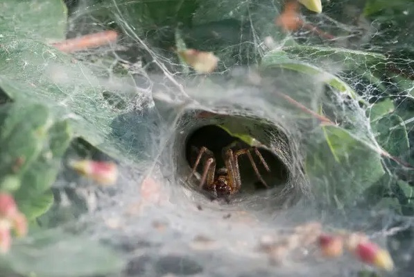 网络图片(侵删) 网络图片(侵删)