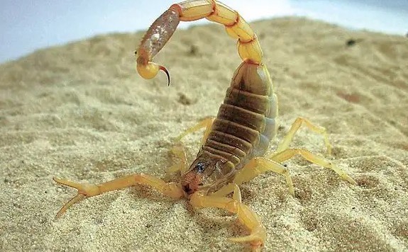 网络图片(侵删) 网络图片(侵删)