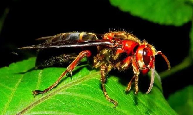 网络图片(侵删) 网络图片(侵删)