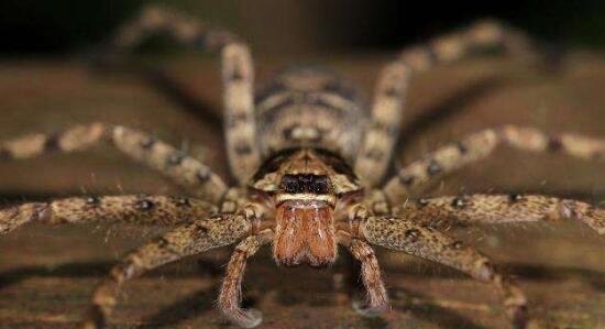 网络图片(侵删) 网络图片(侵删)