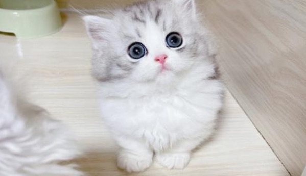 网络图片(侵删) 网络图片(侵删)