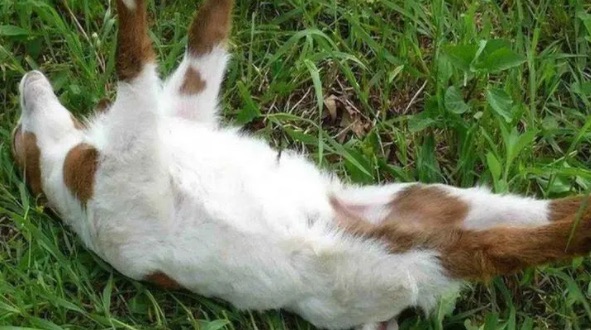 网络图片(侵删) 网络图片(侵删)