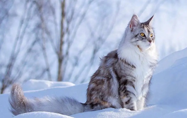 网络图片(侵删) 网络图片(侵删)