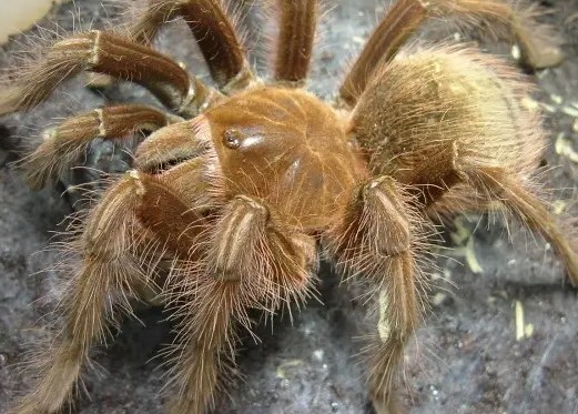 网络图片(侵删) 网络图片(侵删)