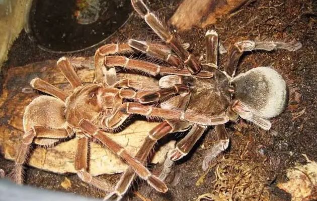 网络图片(侵删) 网络图片(侵删)