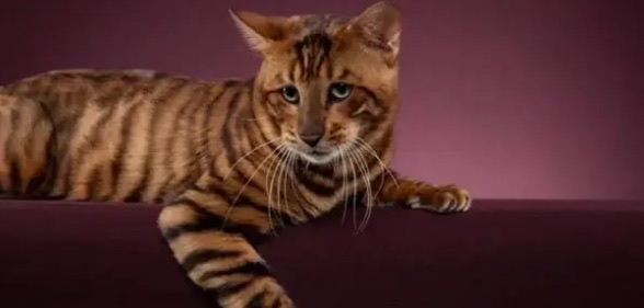 网络图片(侵删) 网络图片(侵删)