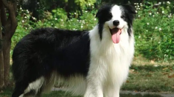 网络图片(侵删) 网络图片(侵删)