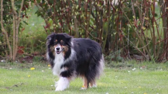 网络图片(侵删) 网络图片(侵删)