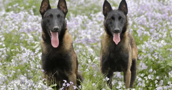 网络图片(侵删) 网络图片(侵删)