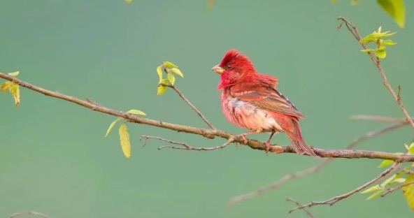 网络图片(侵删) 网络图片(侵删)