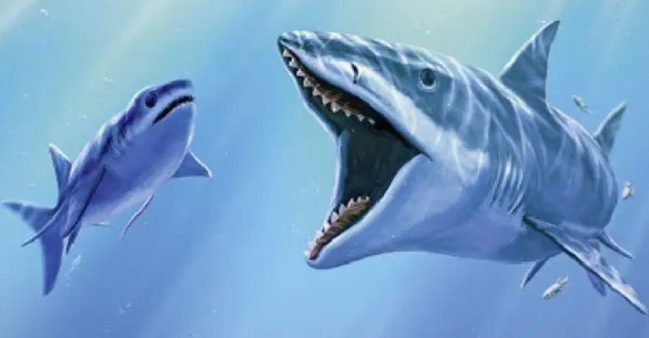 网络图片(侵删) 网络图片(侵删)