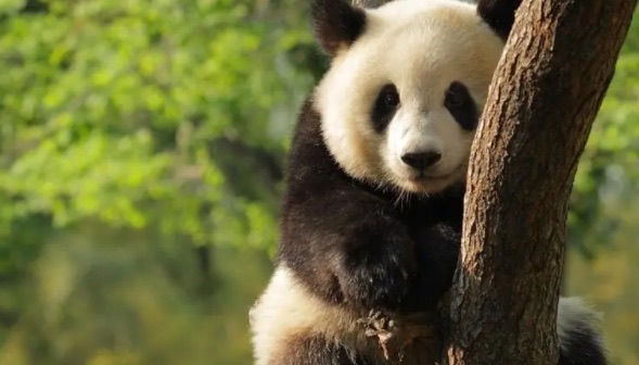 网络图片(侵删) 网络图片(侵删)