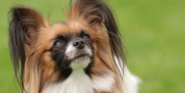 网络配图 网络配图