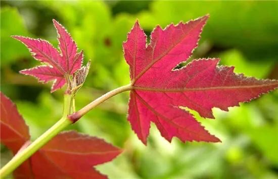 网络配图 网络配图