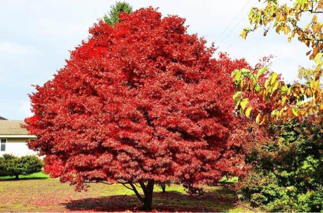 网络配图 网络配图