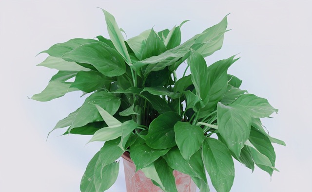 网络配图 网络配图