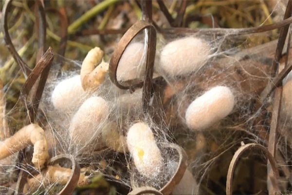 网络配图 网络配图