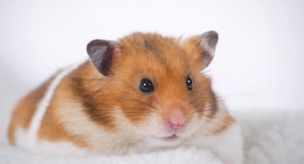 网络配图 网络配图