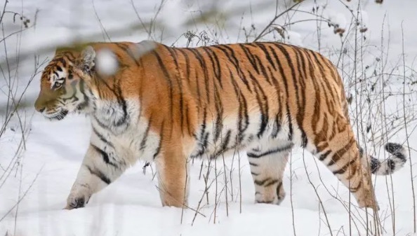 网络配图 网络配图