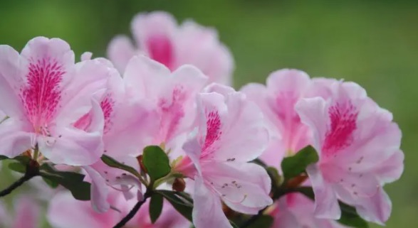 网络配图 网络配图