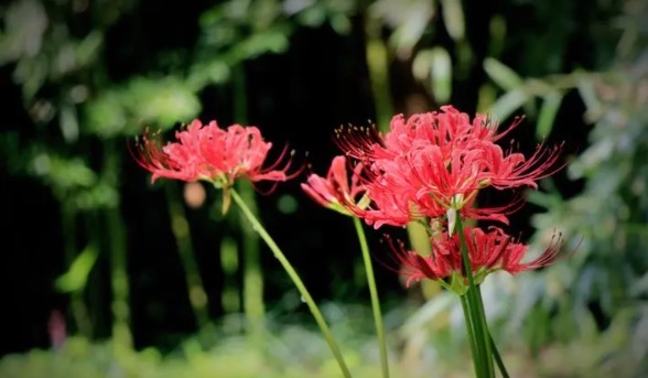 网络配图 网络配图