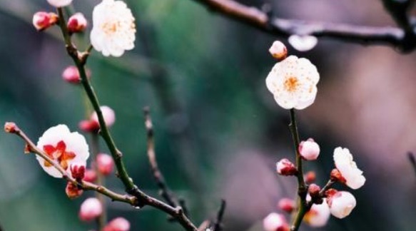 网络配图 网络配图