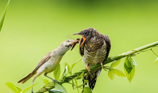 网络配图 网络配图