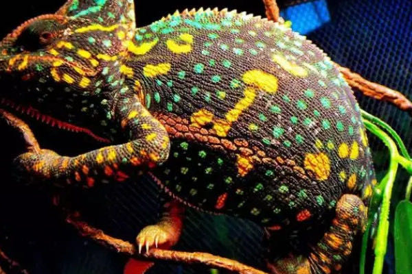 网络配图 网络配图