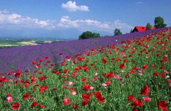 网络配图 网络配图