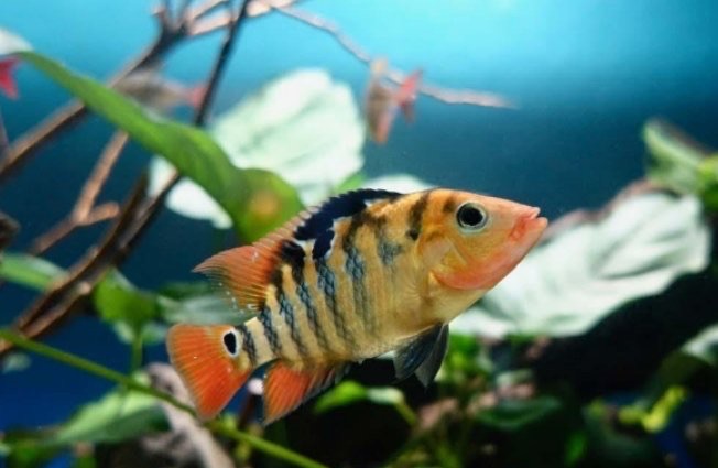 网络配图 网络配图