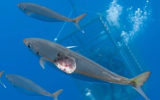 网络配图 网络配图