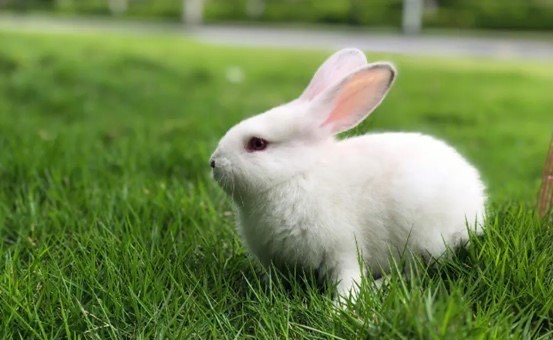 网络配图 网络配图