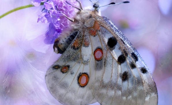 网络配图 网络配图