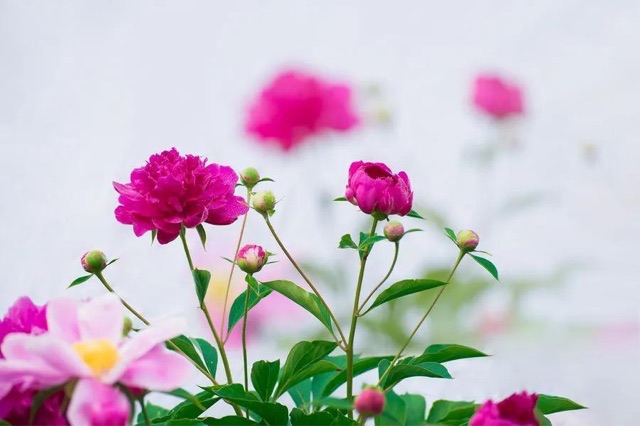 网络配图 网络配图