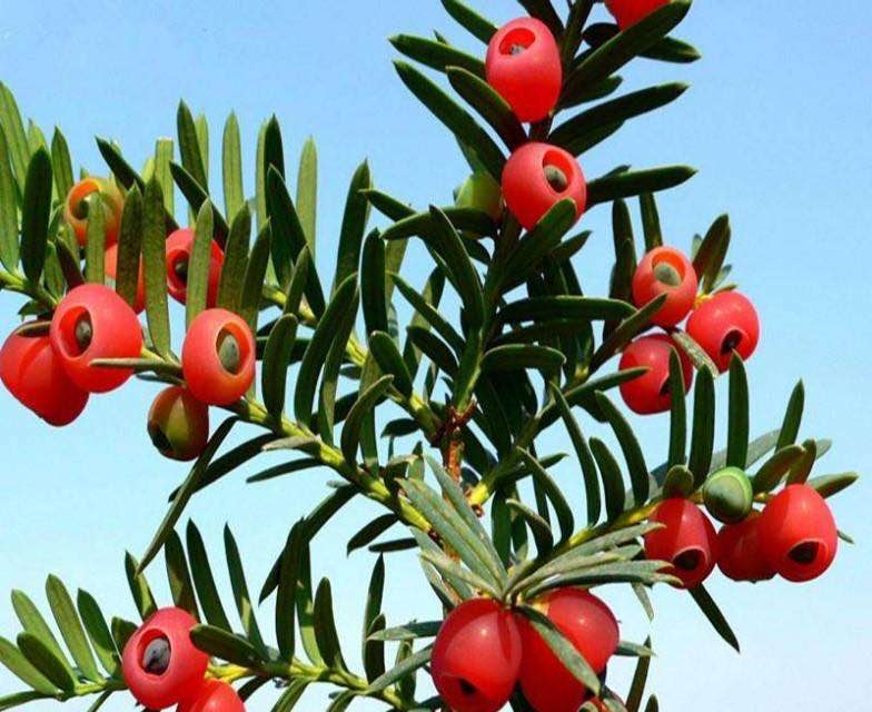 网络配图 网络配图