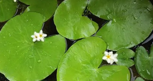 网络配图 网络配图