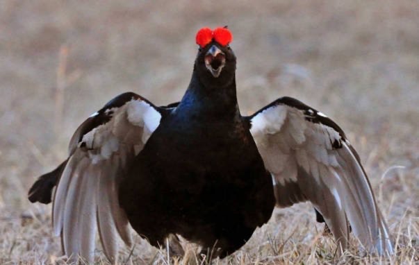 网络配图 网络配图