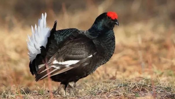 网络配图 网络配图